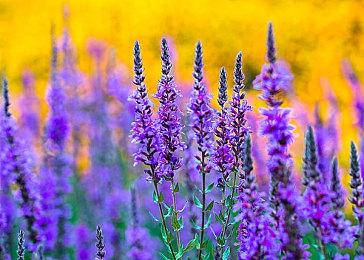 2月游戏版号公布 腾讯《王者万象棋》过审