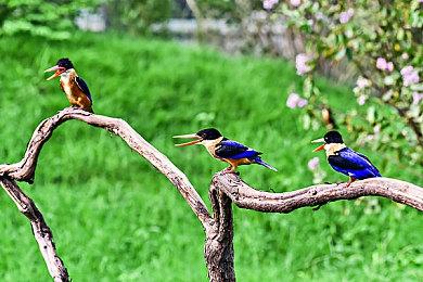 《对马岛之鬼》制作人：本作与《刺客信条：影》比较没意义