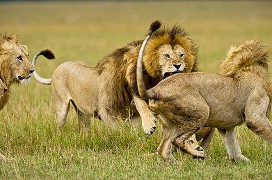 卡普空的商业决策让《洛克人EXE合集》缺席Xbox